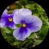 violetladyab